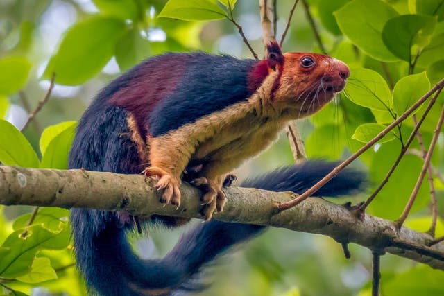 The multicoloured Malabar giant squirrel, which was spotted in a forest in the Pathanamthitta District of India.