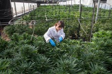 Marijuana unlikely star of Israel’s elections