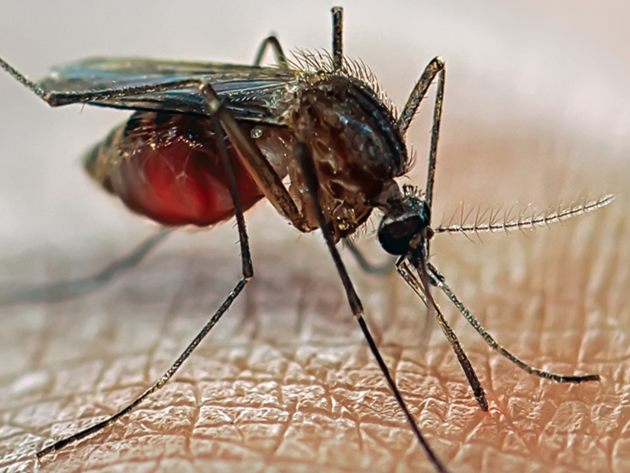 Mosquitos have to smell body odour and exhaled CO2 before they feed