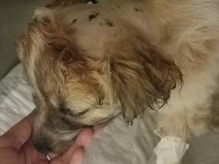 The puppy was left with wounds on her neck from the attack