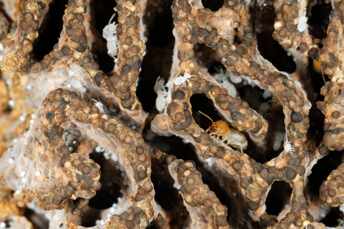 Fossilised log reveals secrets of 120 million-year-old polar forests