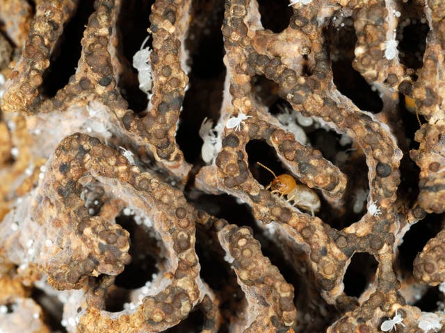 <p>Termites are a key part of many environments</p>