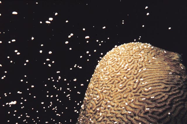 Corals spawn by releasing eggs and sperm into the water, which combine and develop into tiny floating larvae