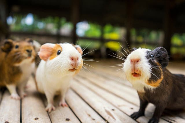 Guinea pigs are used in the Andes to detect illness: practitioners are trained to interpret the squeaks