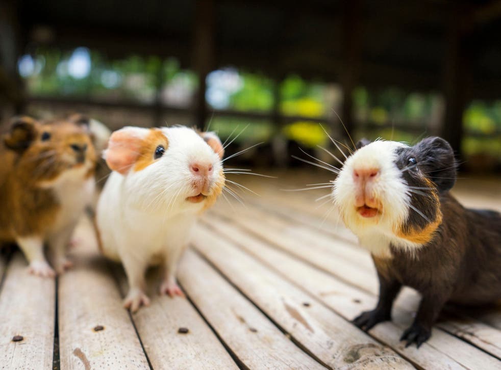 Guinea pigs are used in the Andes to detect illness: practitioners are trained to interpret the squeaks