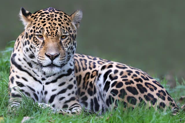 Jaguar created through artificial insemination consumed by mother (Stock)