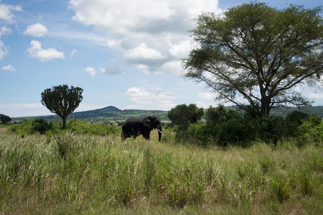 A lone elephant in Queen Elizabeth National Park