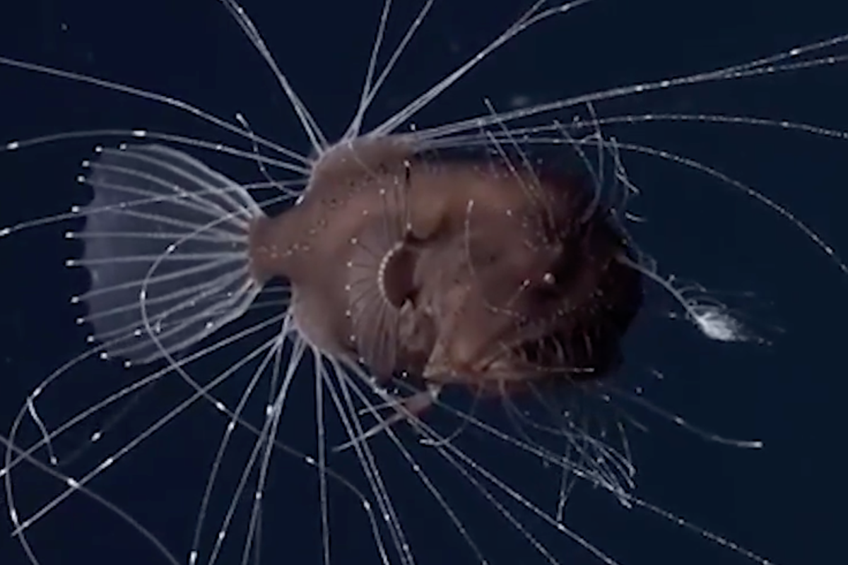 I've never seen anything like it': Scientists astonished by video