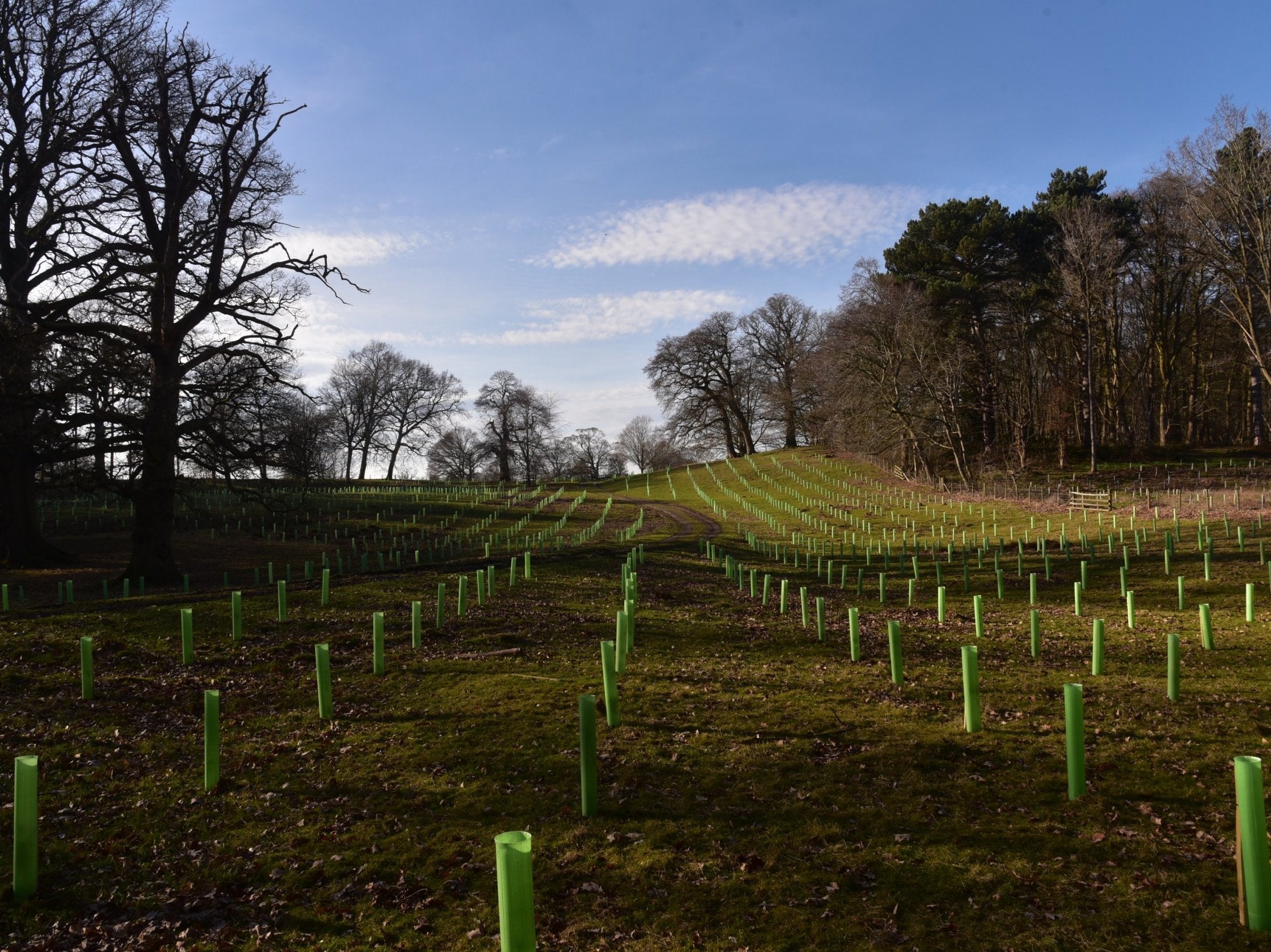 Tree roots can help to dig deep into the ground, restoring carbon and protecting soil structure
