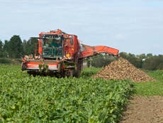 UK farmers 'betrayed' by government's Brexit tariff plans