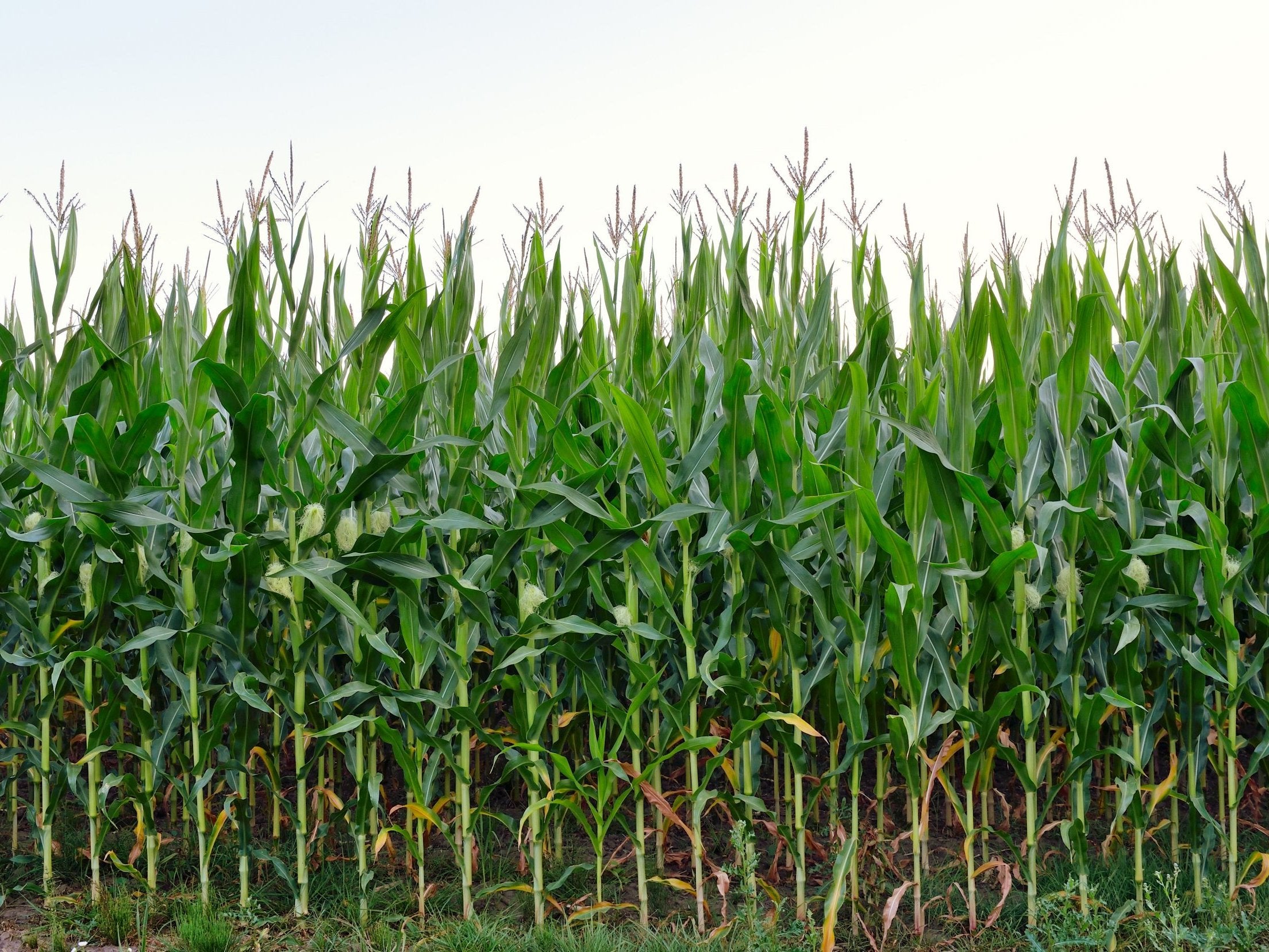 Maize is a common crop used in the UK for biofuel – but it has been linked to soil degradation