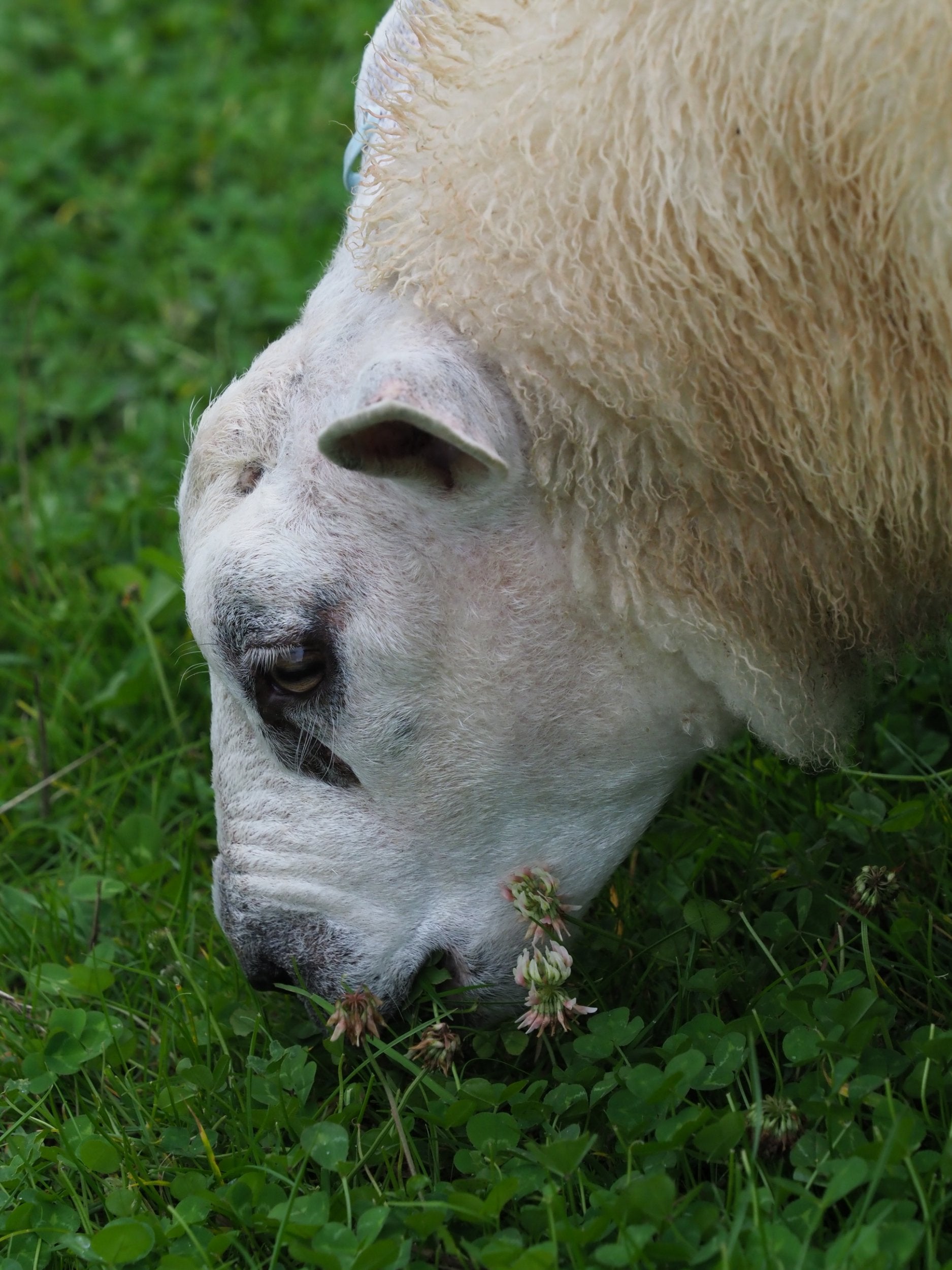 Clover helps restore nitrogen to soil, while grazing sheep fertilise the land