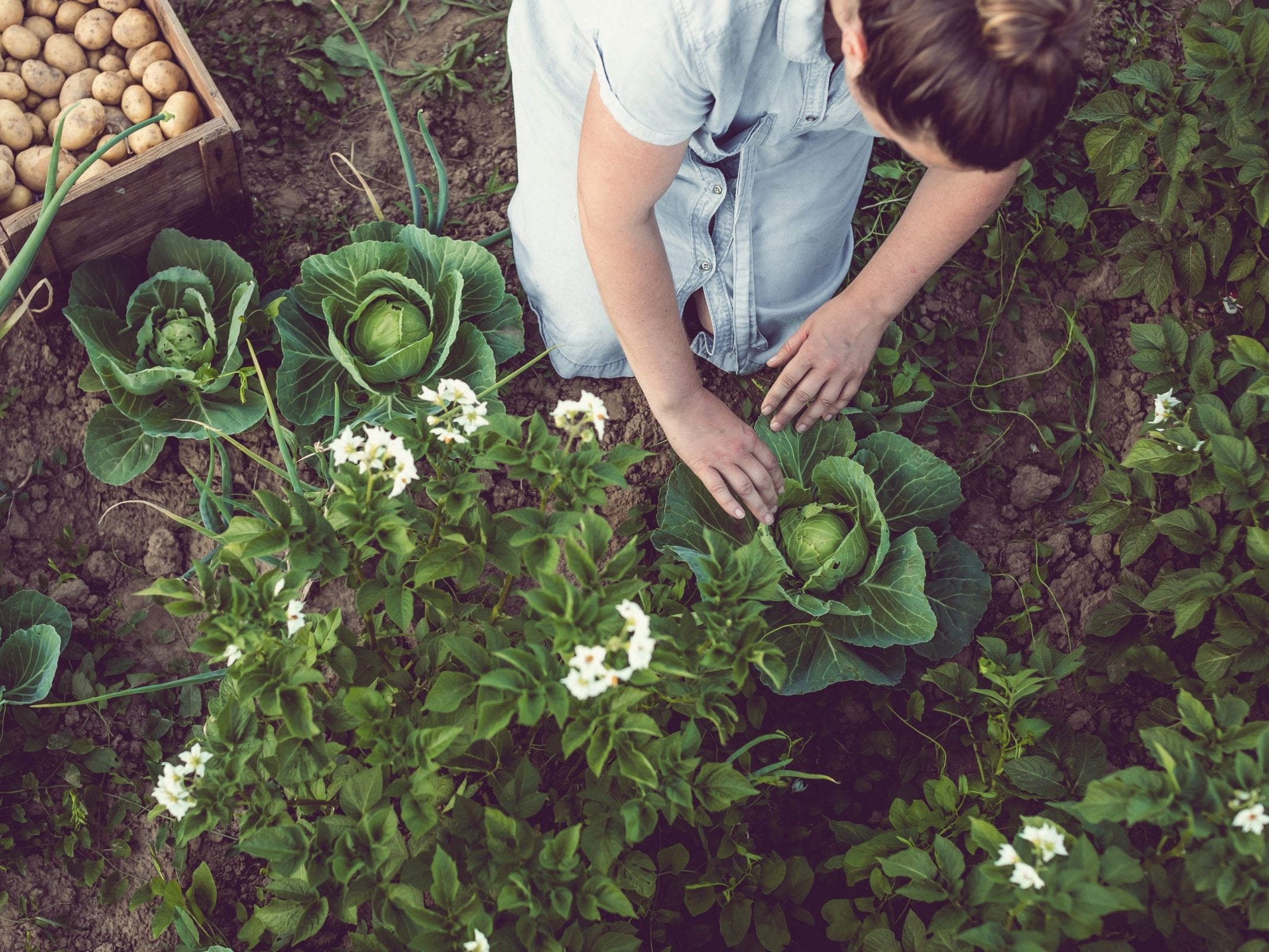 Having a greater variety of crops including vegetables can mean more nutrients enter soil