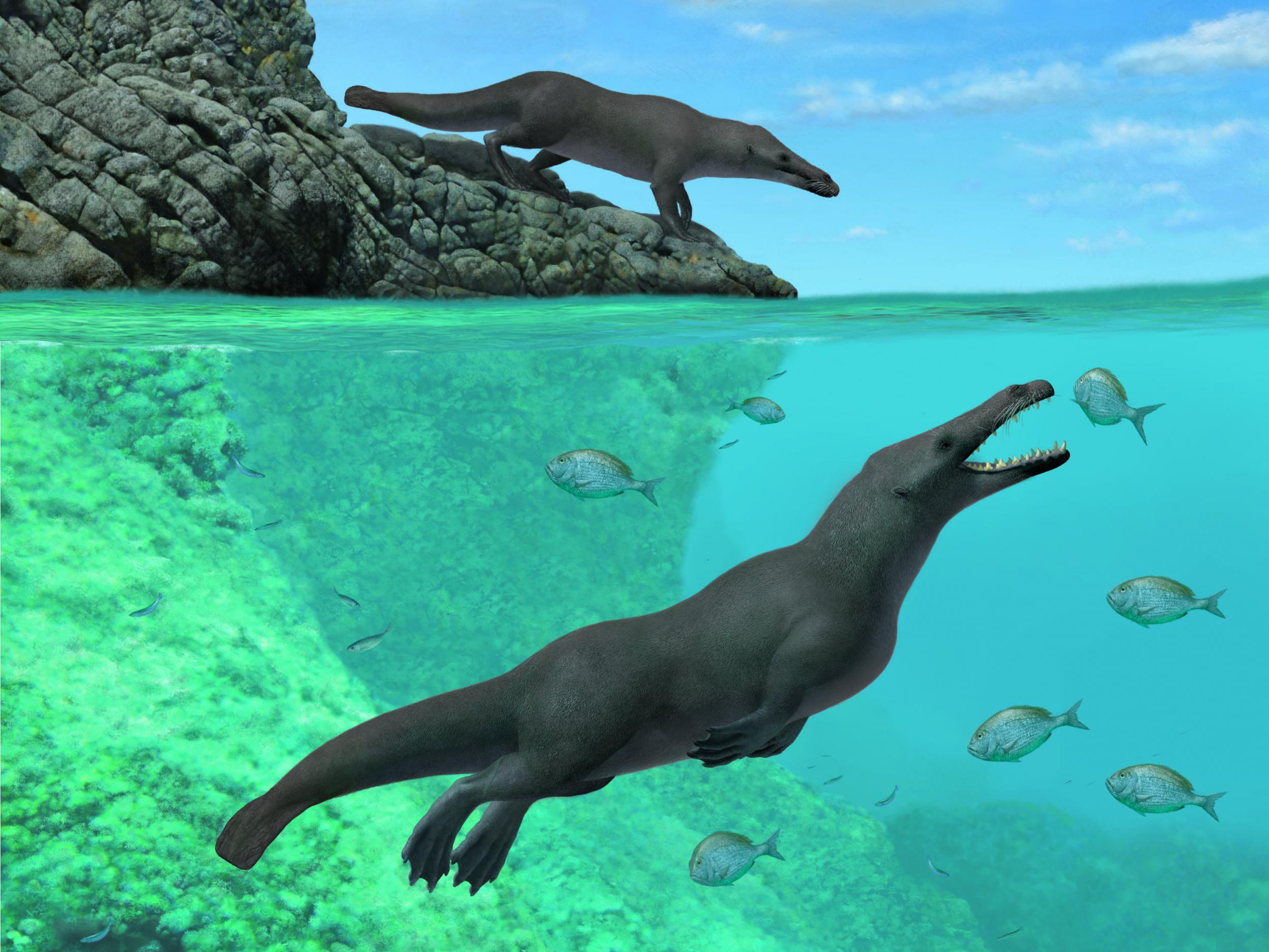 Scientists think the newly discovered Peregocetus was able to walk on land and swim