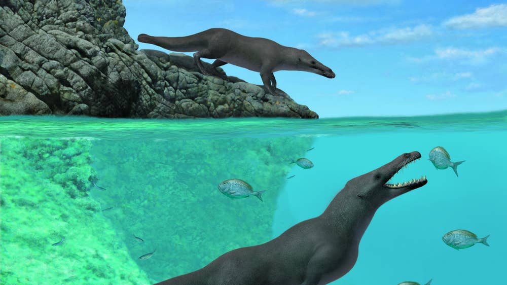 Ancient four-legged whale discovered in Peru