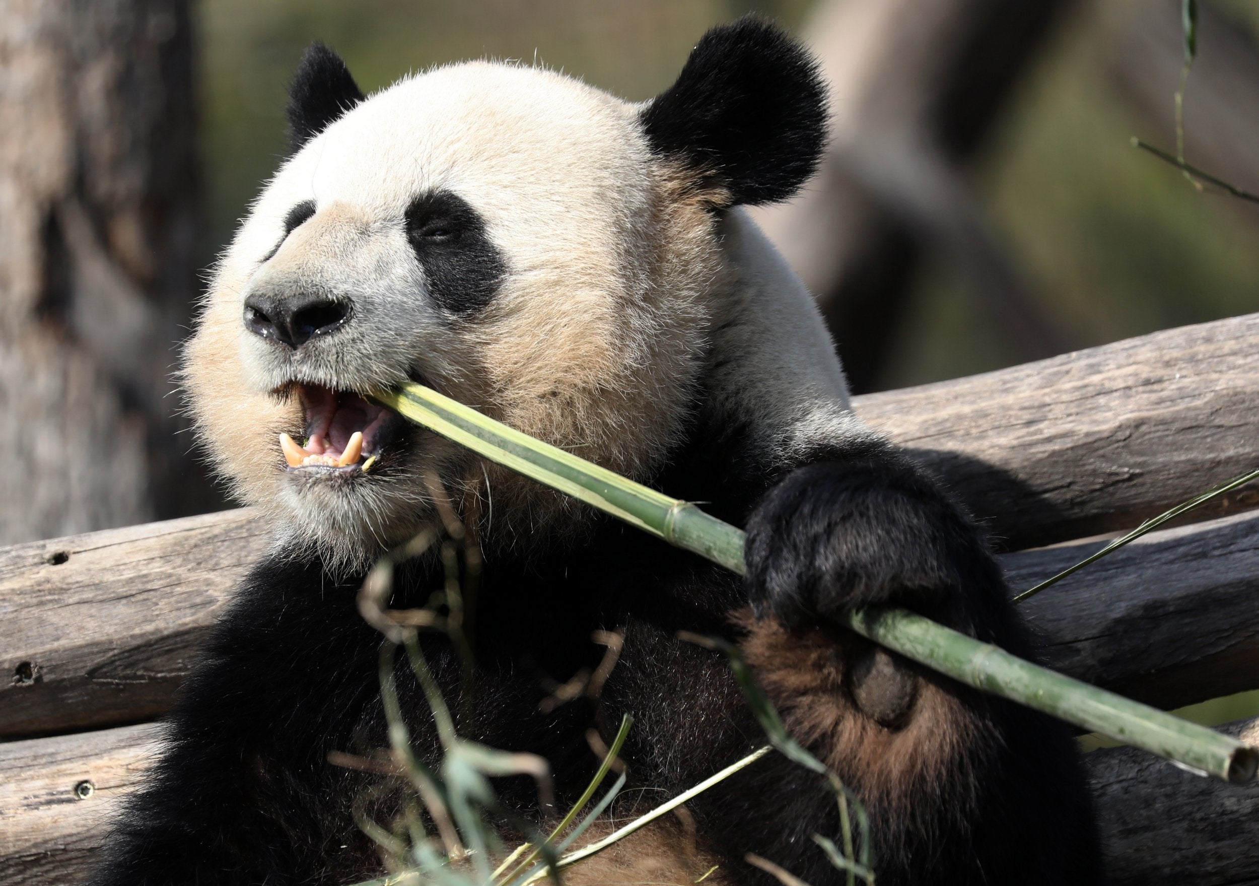 Male giant panda Jiao Qing tucking into the bamboo at Berlin Zoo