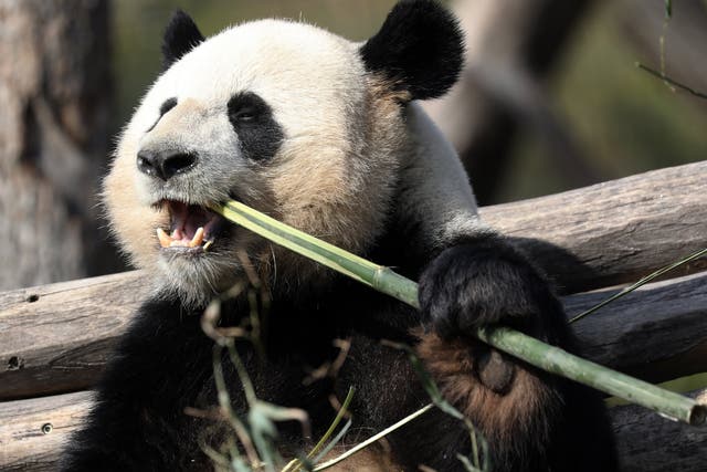 <p>Male giant panda Jiao Qing tucking into the bamboo at Berlin Zoo</p>
