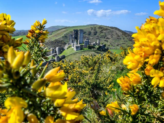 Flowers seen in bright sunshine, as temperatures increase across the UK