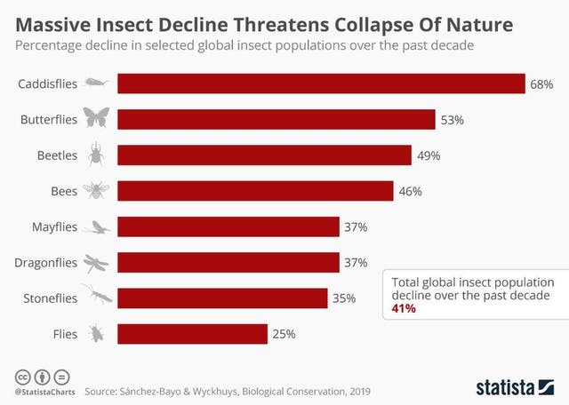 Urban beekeeping is not saving our precious pollinators – it’s killing ...