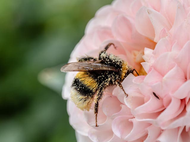 A third of the food we eat each day relies on pollination by bees and other insects