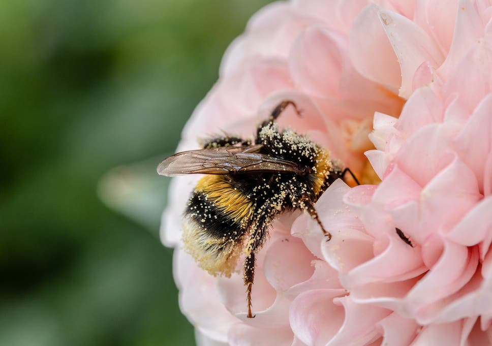 Urban Beekeeping Is Not Saving Our Precious Pollinators - 