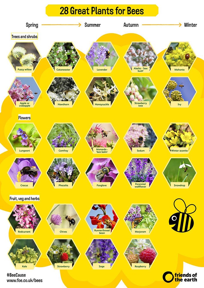 Bee-friendly plants include lavender, honeysuckle, crocus, poppy, thyme, lupin and foxglove, among many others