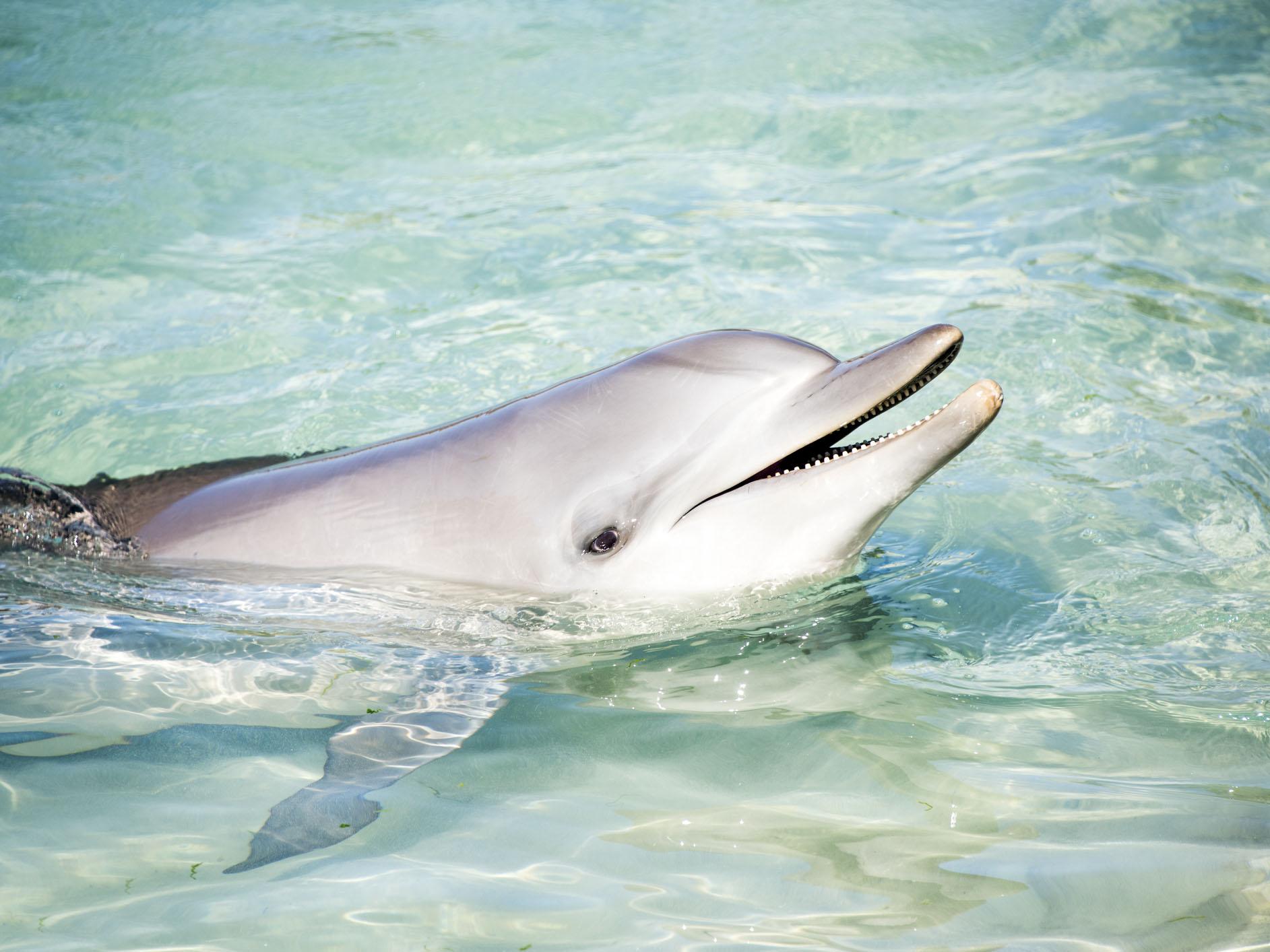 Scientists wanted to find out if female dolphins get any pleasure from sex