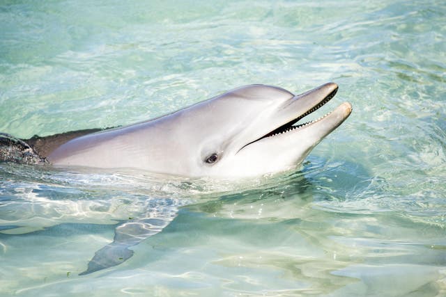 Scientists wanted to find out if female dolphins get any pleasure from sex