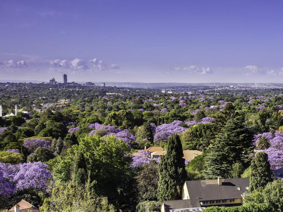 South Africa struggles to stop spread of tiny beetle killing urban forest in Johannesburg