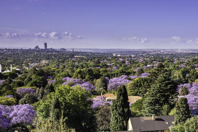 Johannesburg is known for being one of the largest 'man-made forests' in the world with millions of trees