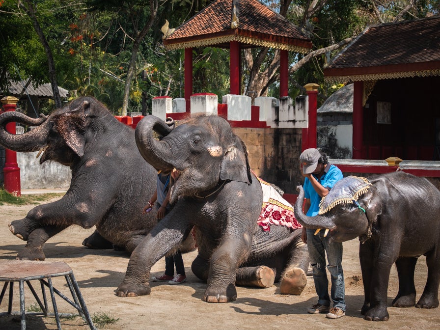 Three elephants are forced to perform unnatural tricks every day at Phuket Zoo