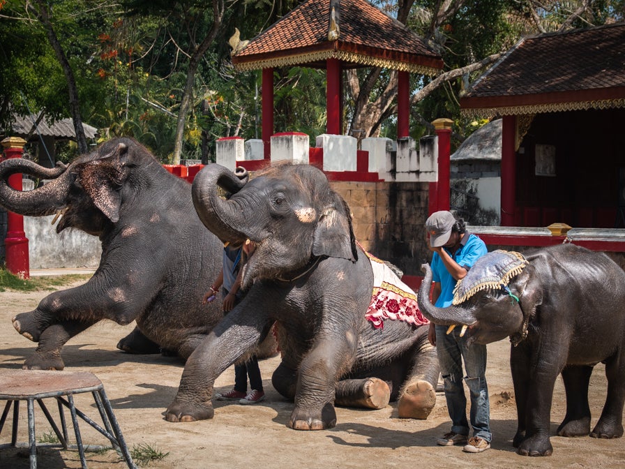 'Skeletal' baby elephant forced to bang head to rave music as Thailand zoo visitors laugh
