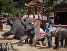 ‘Skeletal’ baby elephant made to bang head to music as tourists laugh
