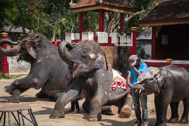 Three elephants are forced to perform unnatural tricks every day at Phuket Zoo