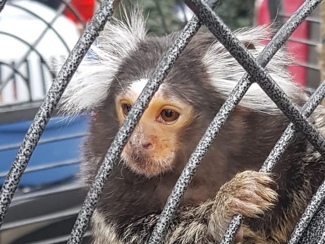 Garda seized a monkey, drugs and guns during a raid in Dublin on 5 April 2019.