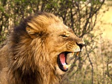 Suspected poacher killed by elephant then eaten by lions