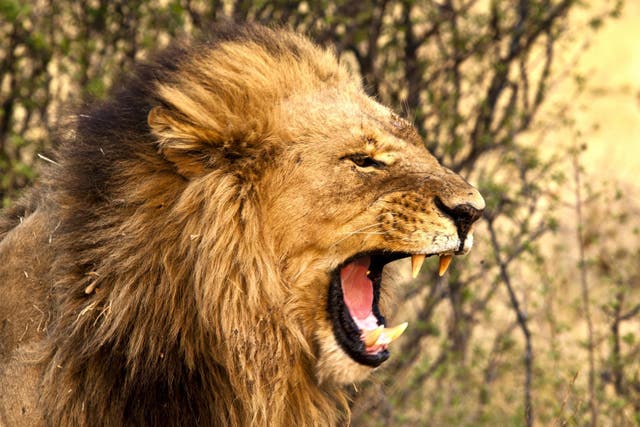A pride of lions is thought to have eaten the man's body
