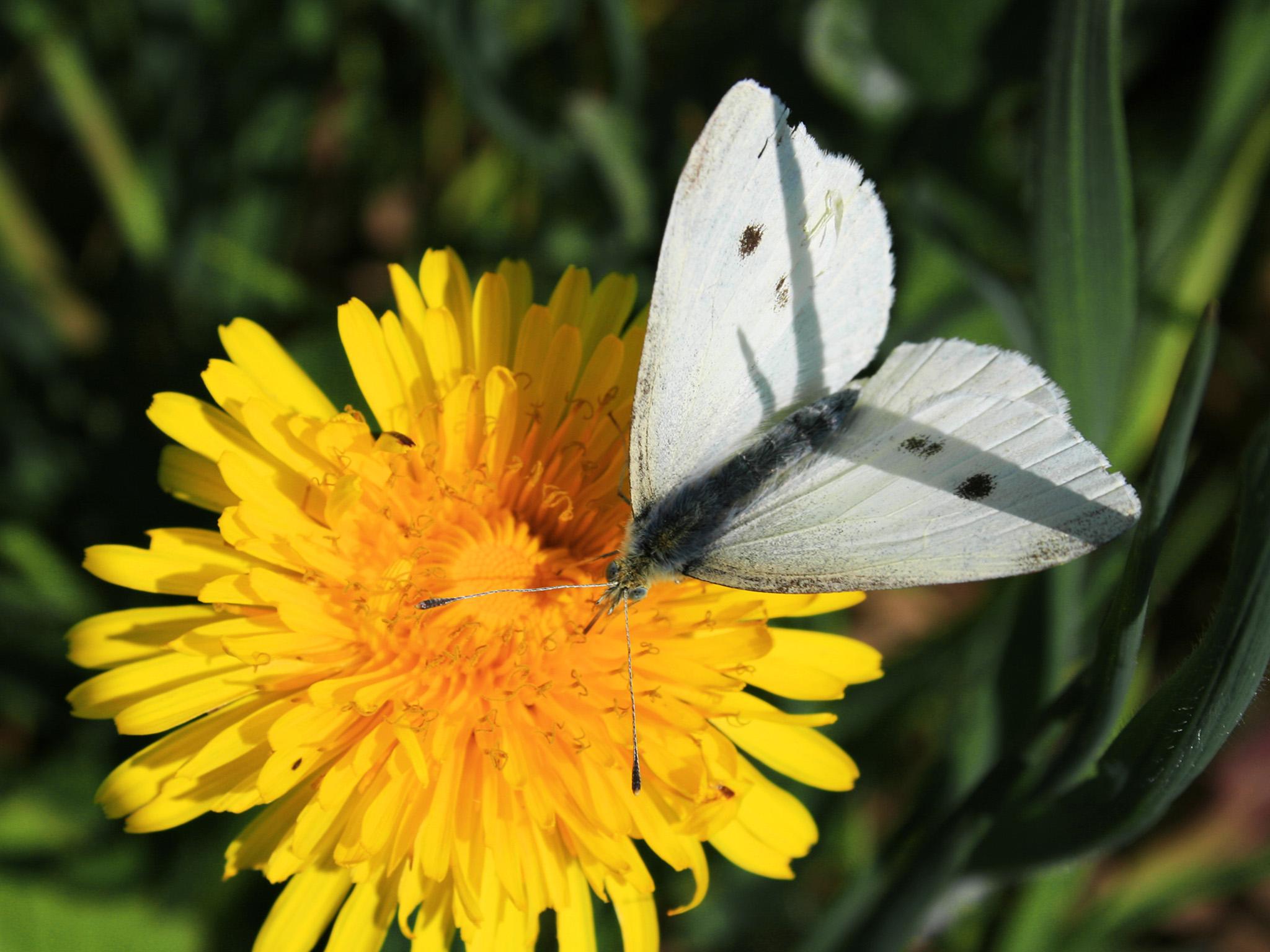 Population rose 155% in 2018