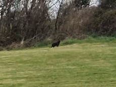 Big cat ‘the size of an Alsatian’ spotted in Cornwall