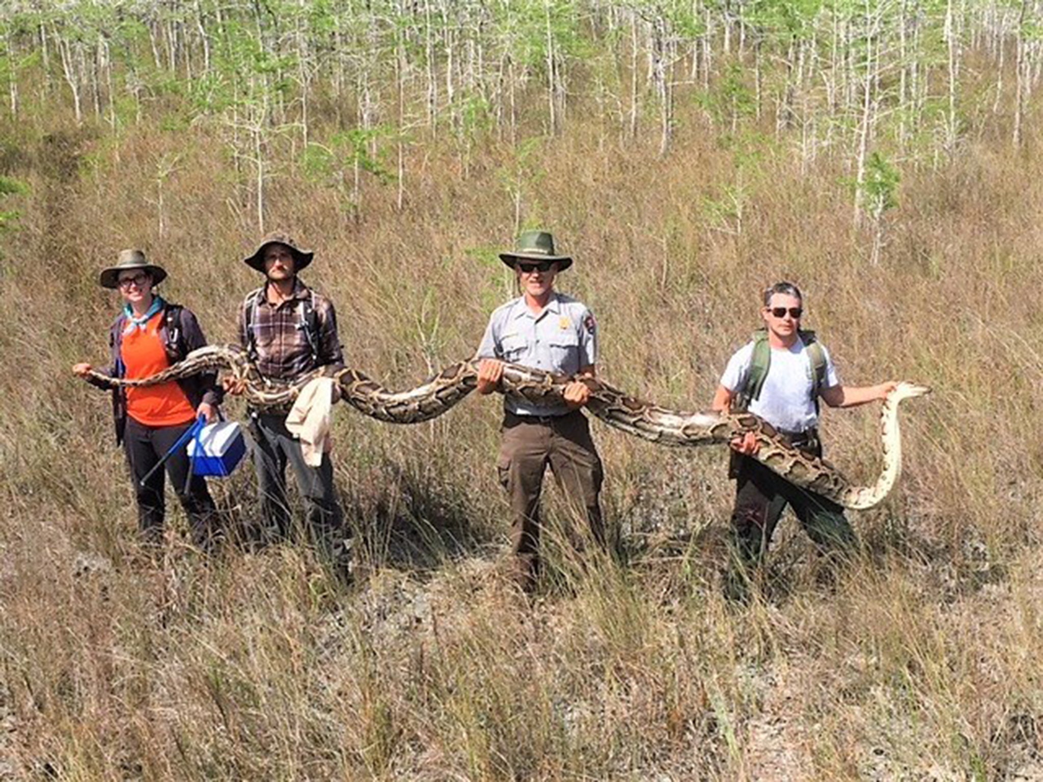 Wildlife officials say this snake is the largest Burmese python ever to be removed from Big Cypress National Preserve in the Florida Everglades