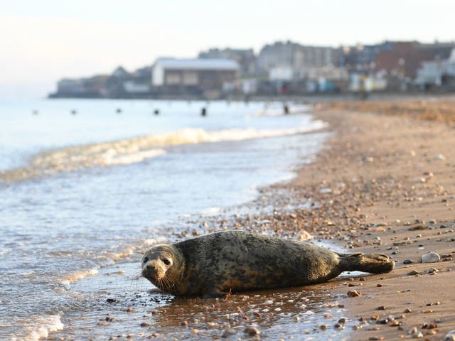 A grey seal pup named Gnasher soaks up the sun on Hunstanton beach in Norfolk