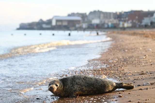A grey seal pup named Gnasher soaks up the sun on Hunstanton beach in Norfolk