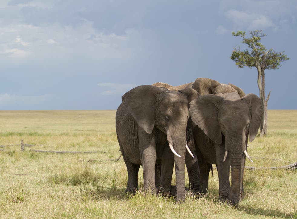 Our encroachment is collapsing the natural environments of animals such as elephants