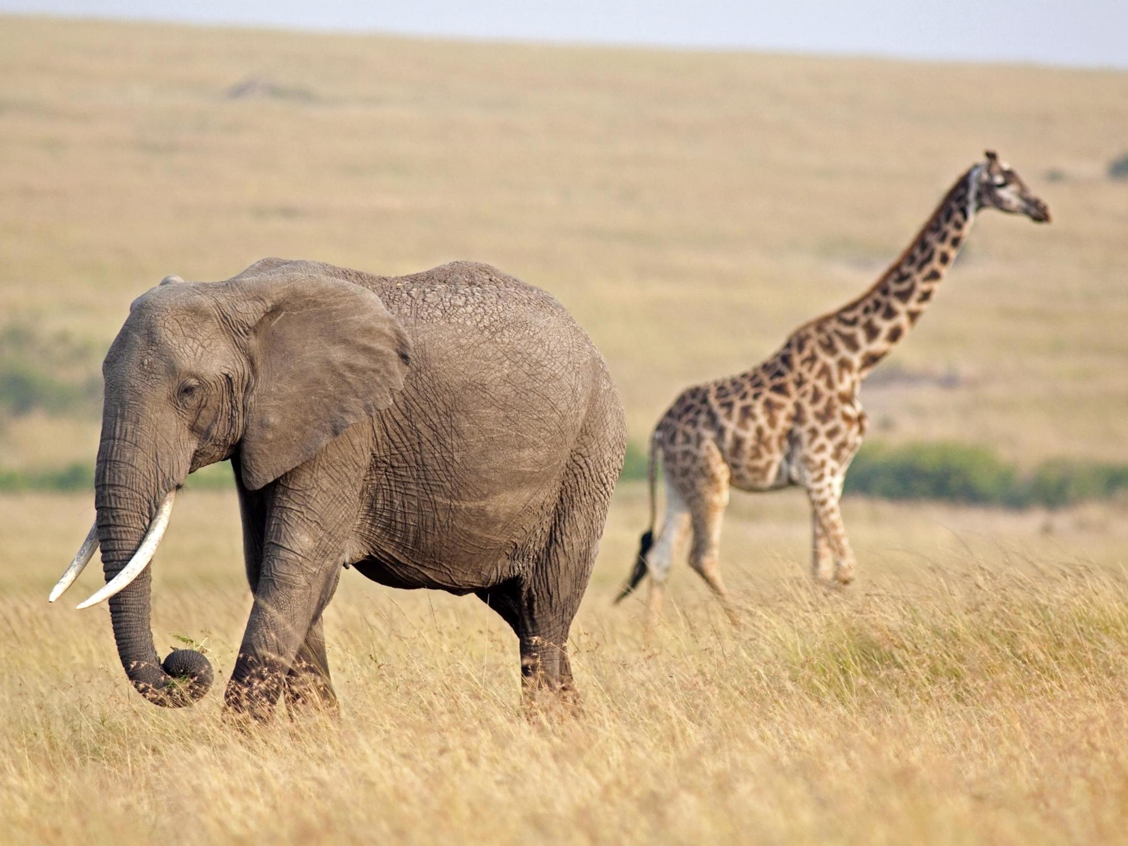 Resultado de imagen para elephant and giraffe