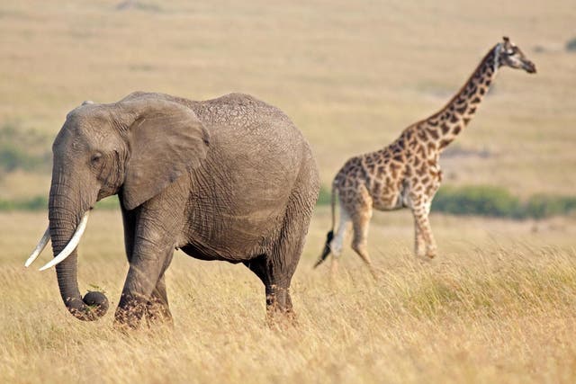 Elephant, giraffes, plant life and marine life are all dwindling because of human habitation expansion, climate change, intensive farming and forest loss