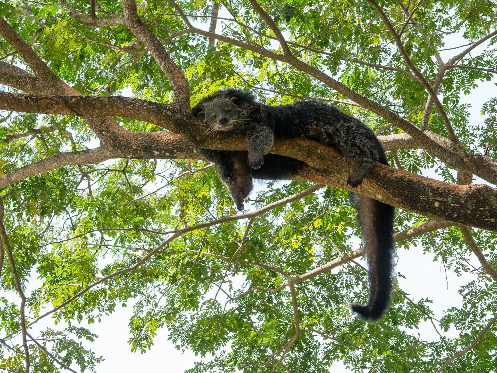 Bearcats smell like fresh popcorn (Getty/iStock)