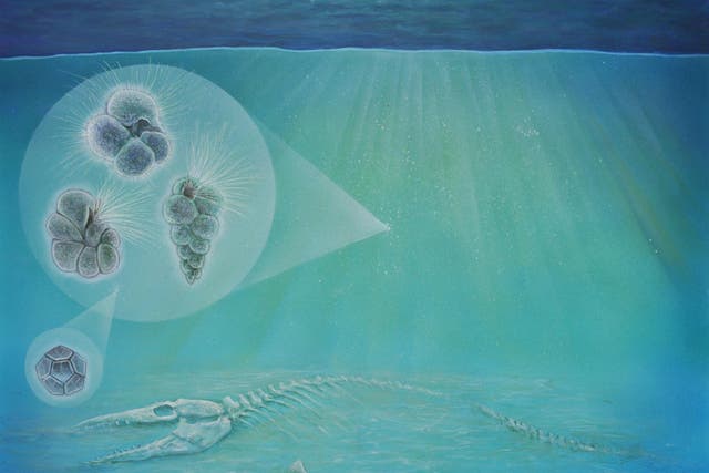 Artist's interpretation of the sea floor after the mass extinction that wiped out the dinosaurs, including species of plankton that scientists examined in their new study