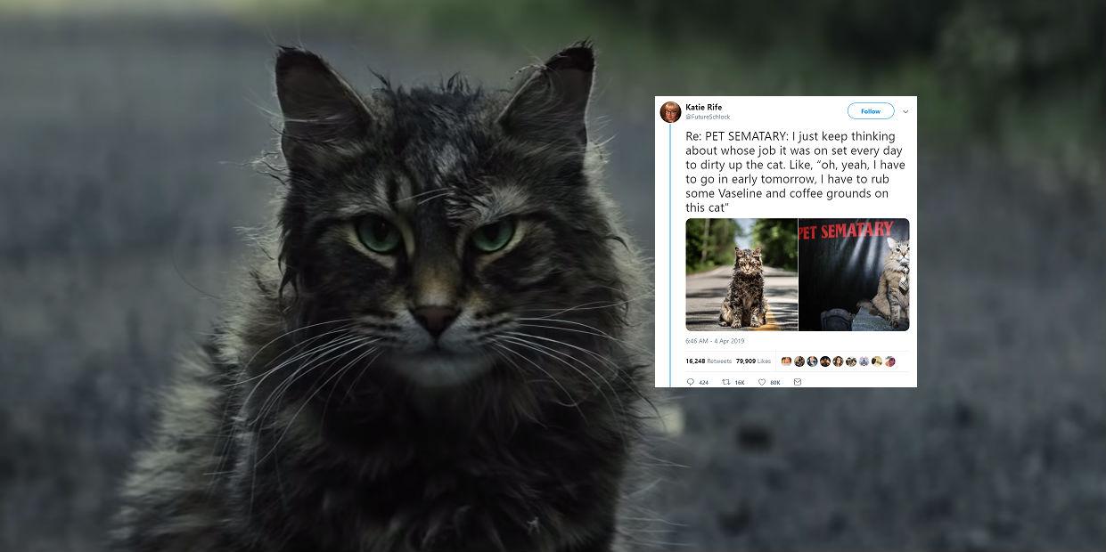 new pet sematary cat