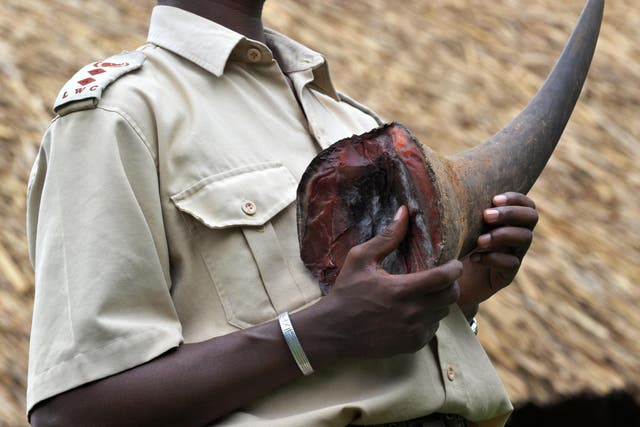 Buyers in China and Vietnam will pay $60,000 per kg for rhino horns, believing them to cure cancer, stop hangovers, or because they see them as something to show off