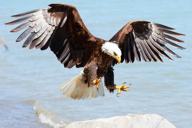 Authorities are investigating the death of a bald eagle in Arkansas (Stock)